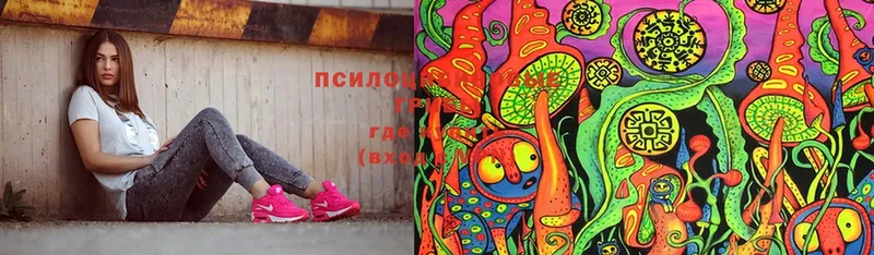 Псилоцибиновые грибы GOLDEN TEACHER  Сургут 